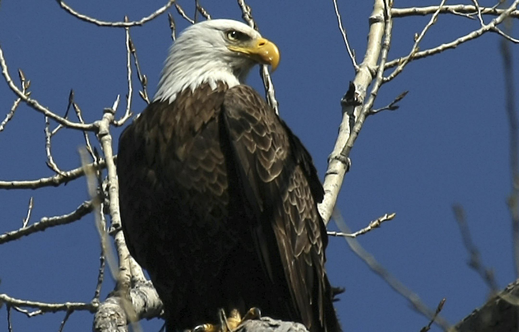 Bloomington, MN., Wednesday, 4/15/2009] A bald eagle sat on a branch near it's nest at the Minnesota Valley National Wildlife Refuge in Bloomington. The refuge will be hosting eagle tours twice a month to see the dozen or so nesting pairs. ORG XMIT: MIN2013102514123737 ORG XMIT: MIN1310251419232659