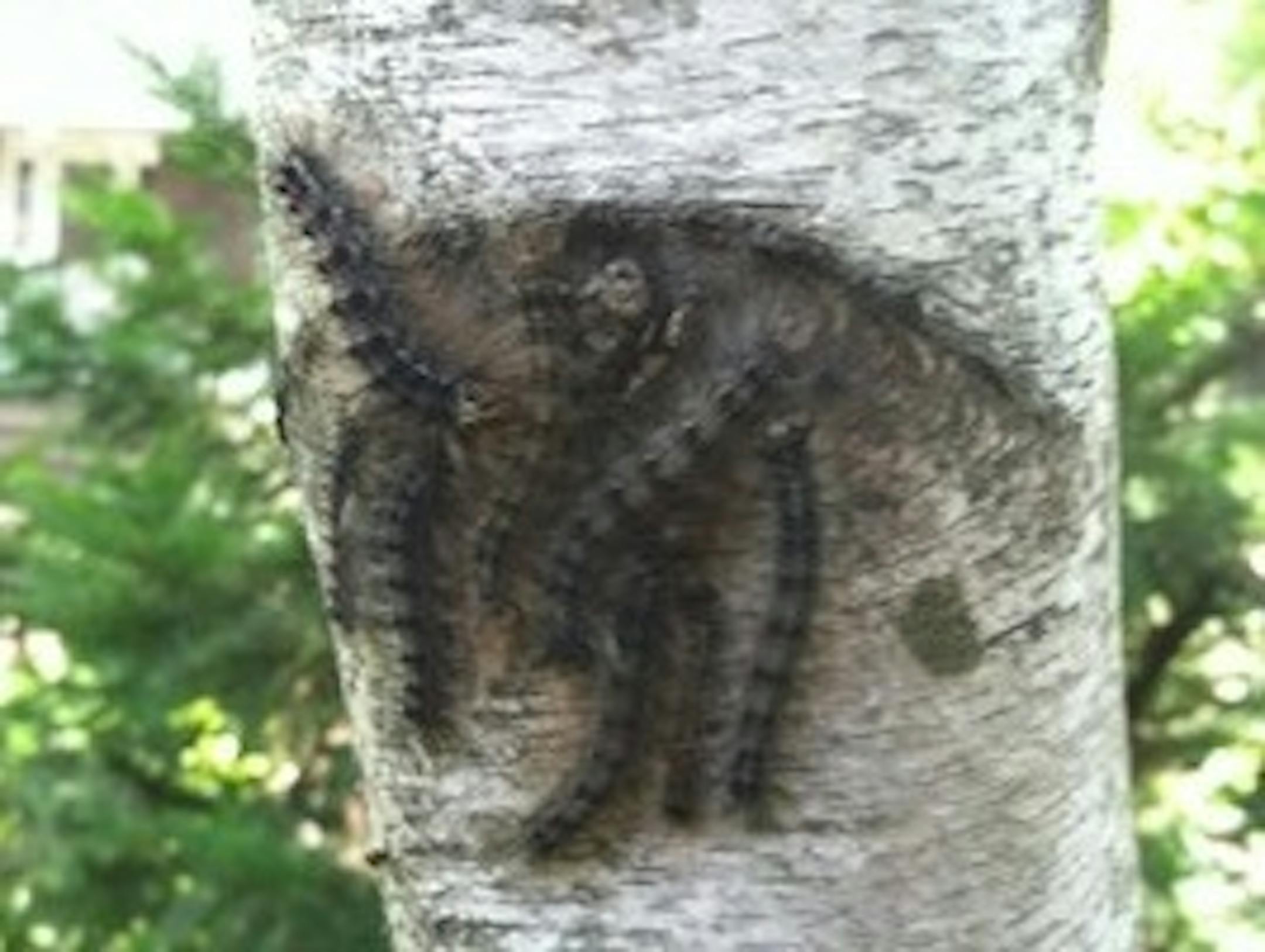 This gypsy moth infestation was found in south Minneapolis recently.