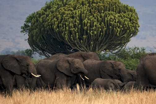 A herd of elephants makes its way through Queen Elizabeth National Park, which has great wildlife diversity, including fruit bats being studied by the CDC. MUST CREDIT: Washington Post photo by Bonnie Jo Mount.