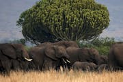A herd of elephants makes its way through Queen Elizabeth National Park, which has great wildlife diversity, including fruit bats being studied by the