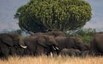 A herd of elephants makes its way through Queen Elizabeth National Park, which has great wildlife diversity, including fruit bats being studied by the