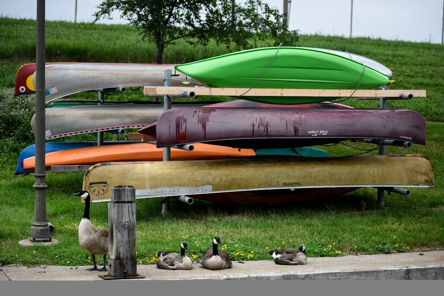 A gaggle of geese congregated near the canoe storage area at Boom Island Park Tuesday in Minneapolis.