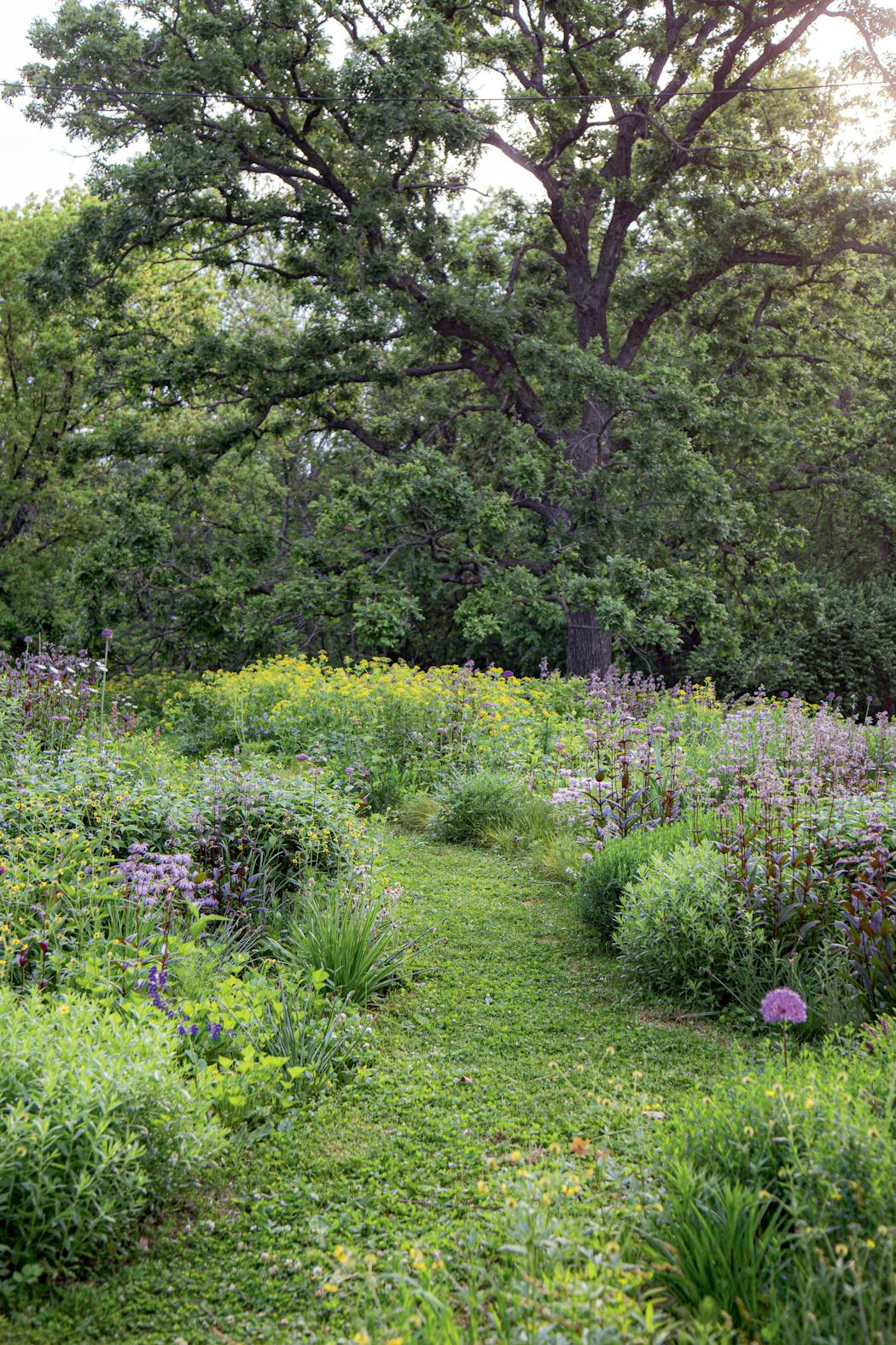 An example of a Kelly style naturalist garden as shown in the book “Field Guide to Outside Style.”