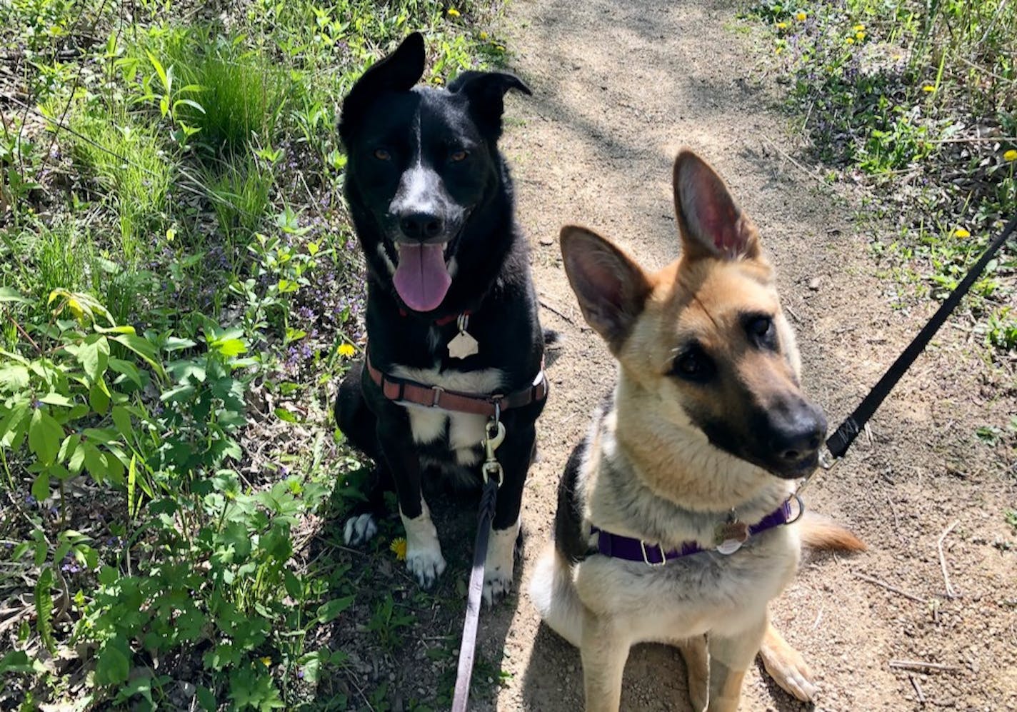 Angus and Angie, audacious ears and all. Photo by Laurie Hertzel.