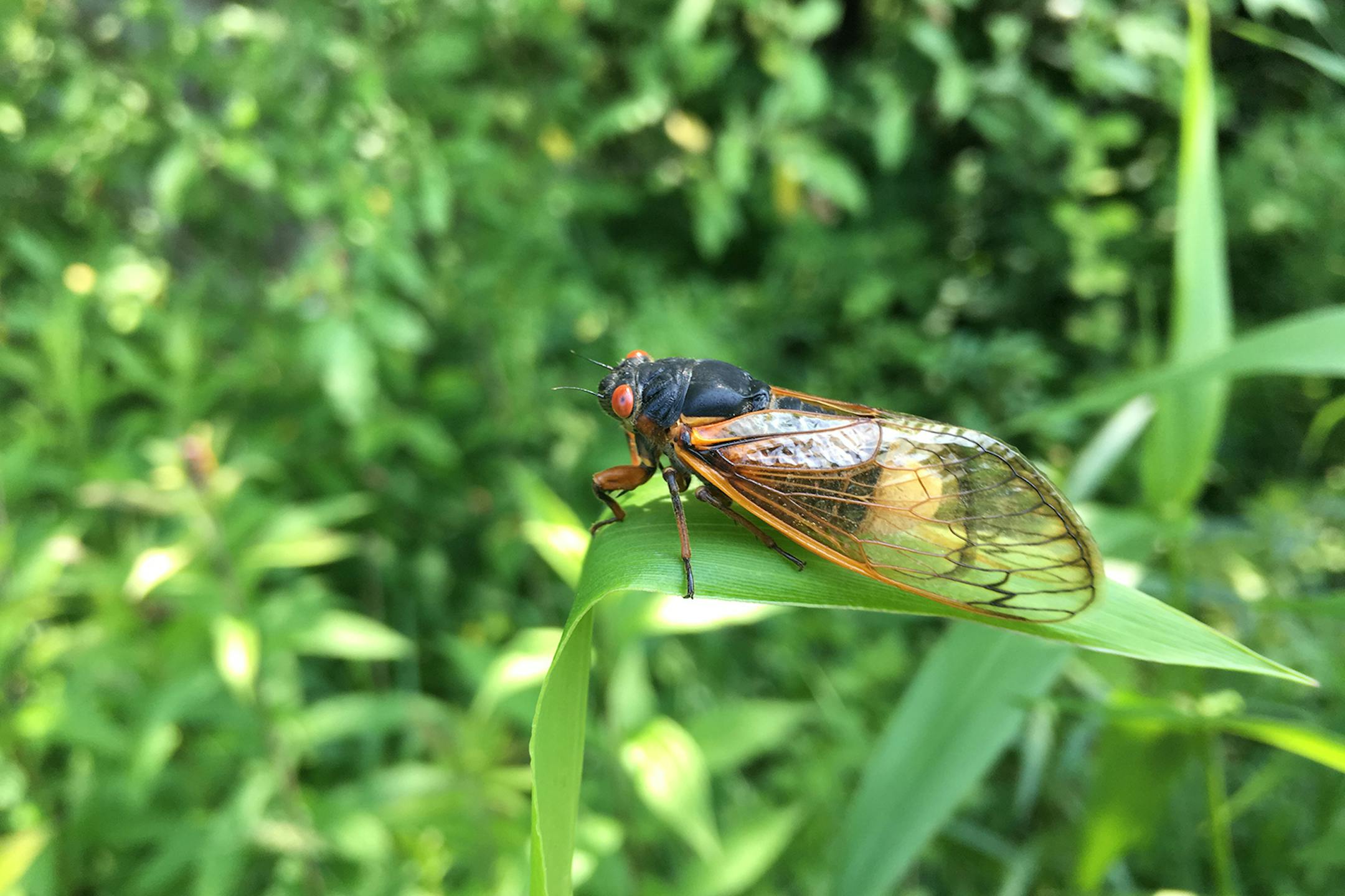 West Virginia University researchers were part of a team that discovered how Massospora, a parasitic fungus, manipulates male cicadas into flicking their wings like females – a mating invitation – which tempts unsuspecting male cicadas and infects them. (WVU Photo/TNS) ORG XMIT: 1733592
