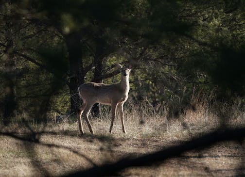 A whitetail deer in Wild River State Park.