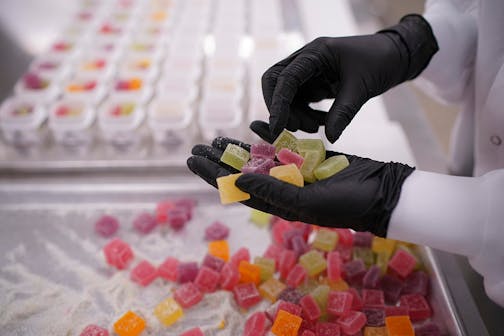 An employee counts out the right assortment of cannabis-infused sour gummies while packaging them at the Wana Brands plant in Boulder, Colorado. ] JEFF WHEELER • jeff.wheeler@startribune.com Wana Brands produces cannabis sour gummies at a plant near their headquarters in Boulder, CO. The plant was photographed Monday afternoon, February 25, 2019.