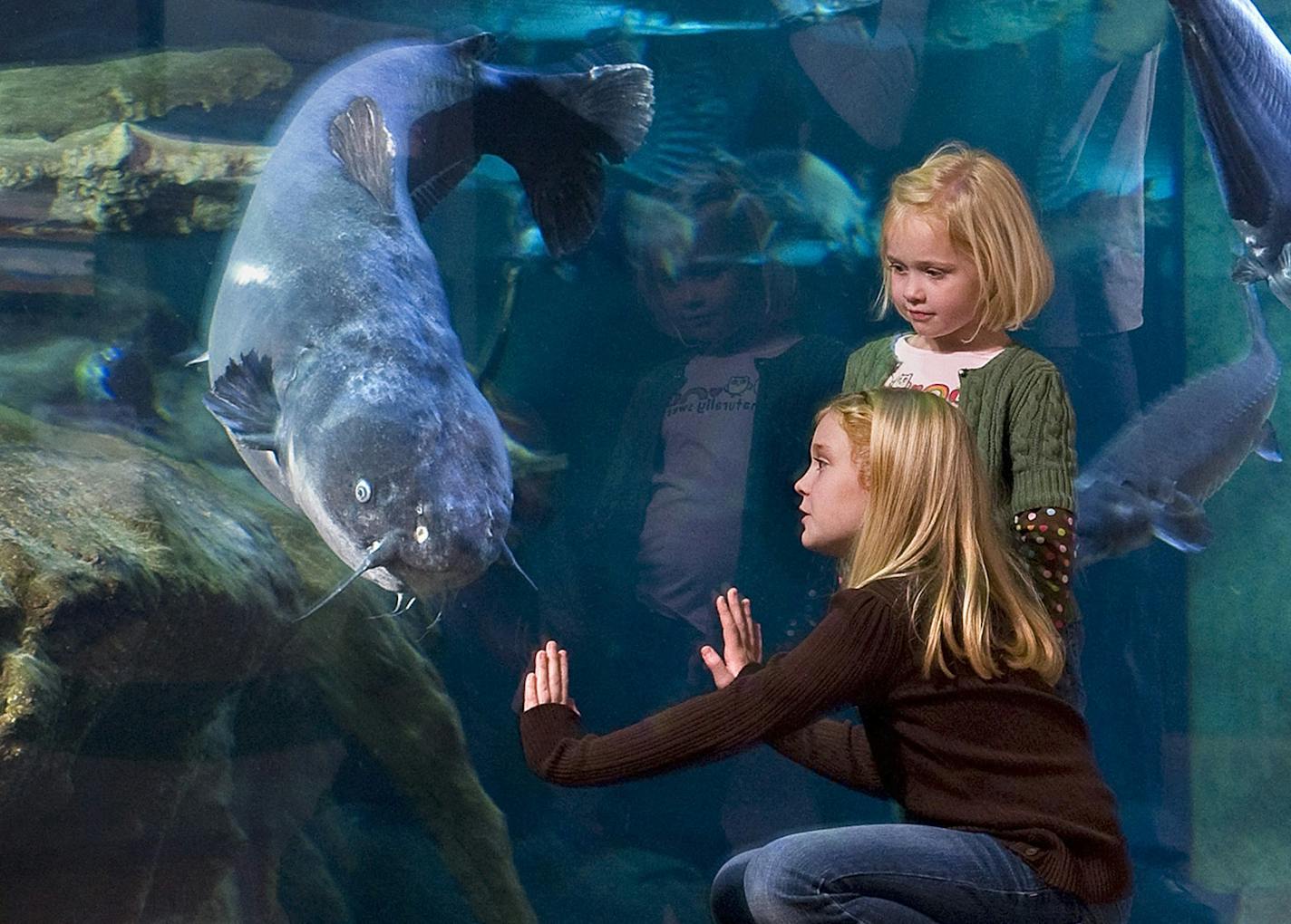 The National Mississippi River Museum and Aquarium will keep kids entertained with all types of underwater creatures and hands-on activities. Photo credit: Dubuque Area Convention & Visitors Bureau