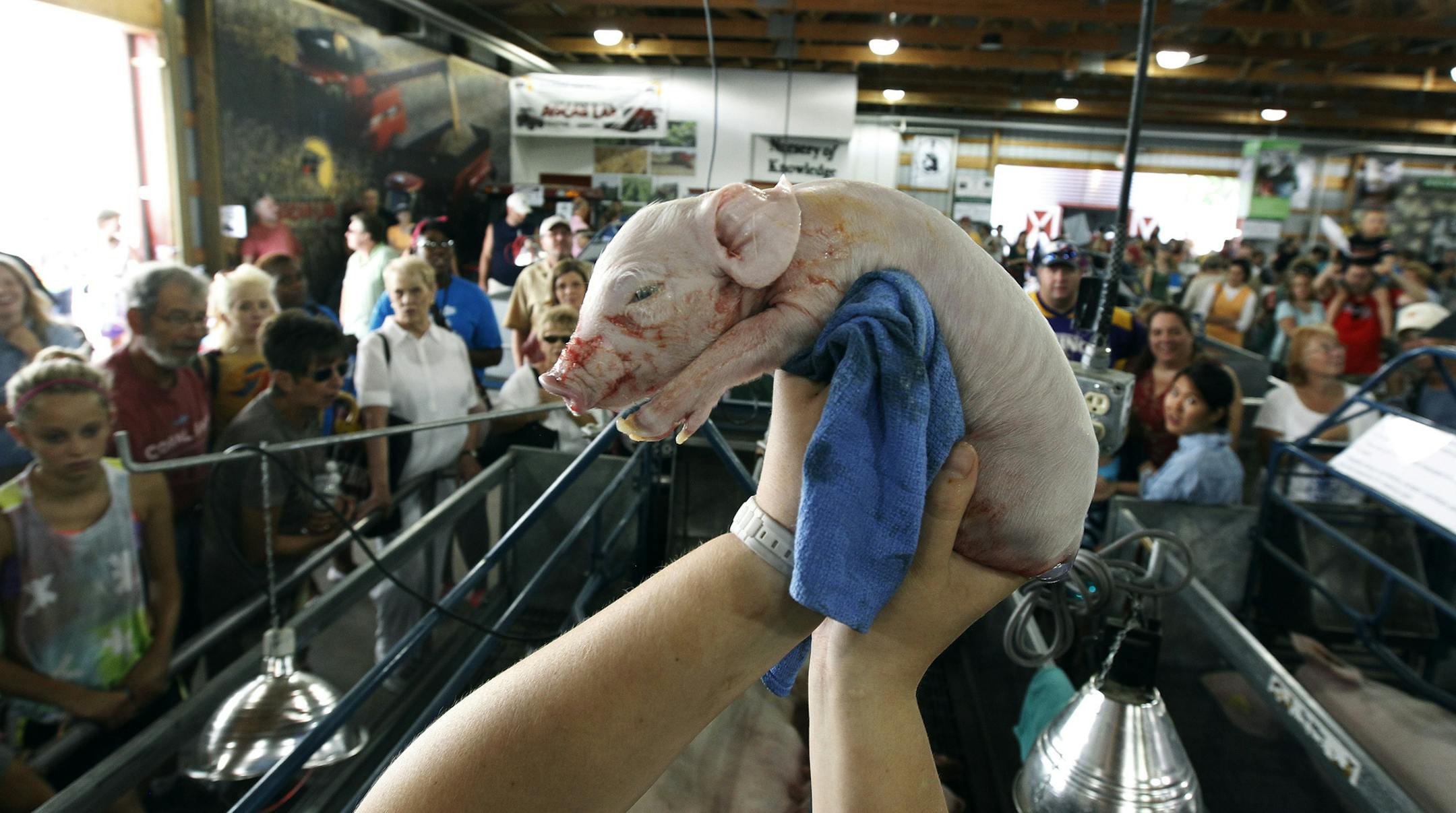 Liz Ostendorf a senior large animal vet student at the University of MInnesota held up at newborn pig at Miracle of Birth exhibit Opening day at the Minnesota State fair in St. Paul , Minnesota Thursday August 23, 2012. Despite the recent talk about the threat of swine flu, many people show up to watch the births of farm animals. ] Jerry Holt/ STAR TRIBUNE.COM)