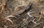 Oneof more than 2,000 South Dakota deer to have died this year from epizootic hemorrhagic disease, an outbreak that has devasted the animals in parts 