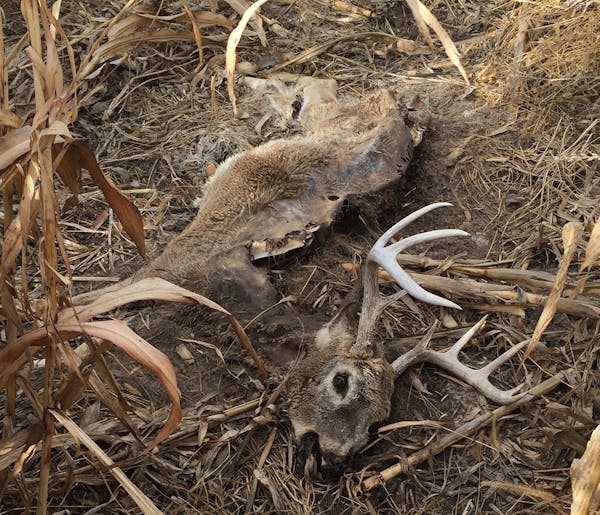 Oneof more than 2,000 South Dakota deer to have died this year from epizootic hemorrhagic disease, an outbreak that has devasted the animals in parts 