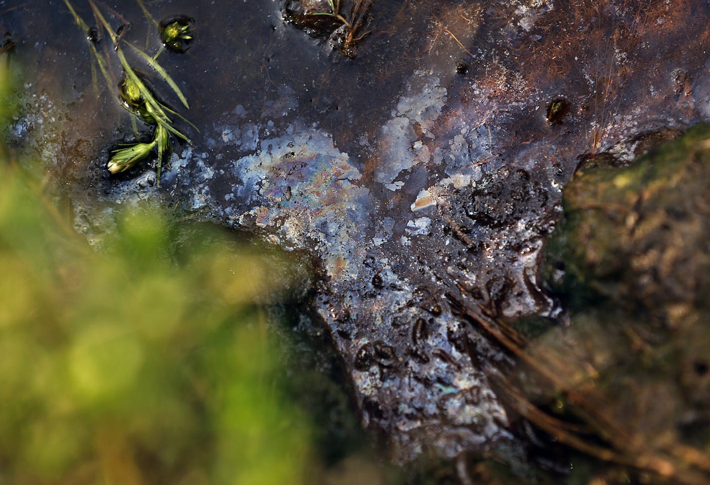 Tribal member Corey Sanders said that there is evidence of oil spilling or seepage on grassland near his home. ] (JIM GEHRZ/STAR TRIBUNE) / November 19, 2013, Mandaree/Fort Berthold Indian Reservation, ND &#x201a;&#xc4;&#xec; BACKGROUND INFORMATION- PHOTOS FOR USE IN FOURTH PART OF NORTH DAKOTA OIL BOOM PROJECT: While the oil industry has been mostly welcomed in North Dakota during the state&#x201a;&#xc4;&#xf4;s latest oil boom, and has been allowed to operate with little regulation, a handful o