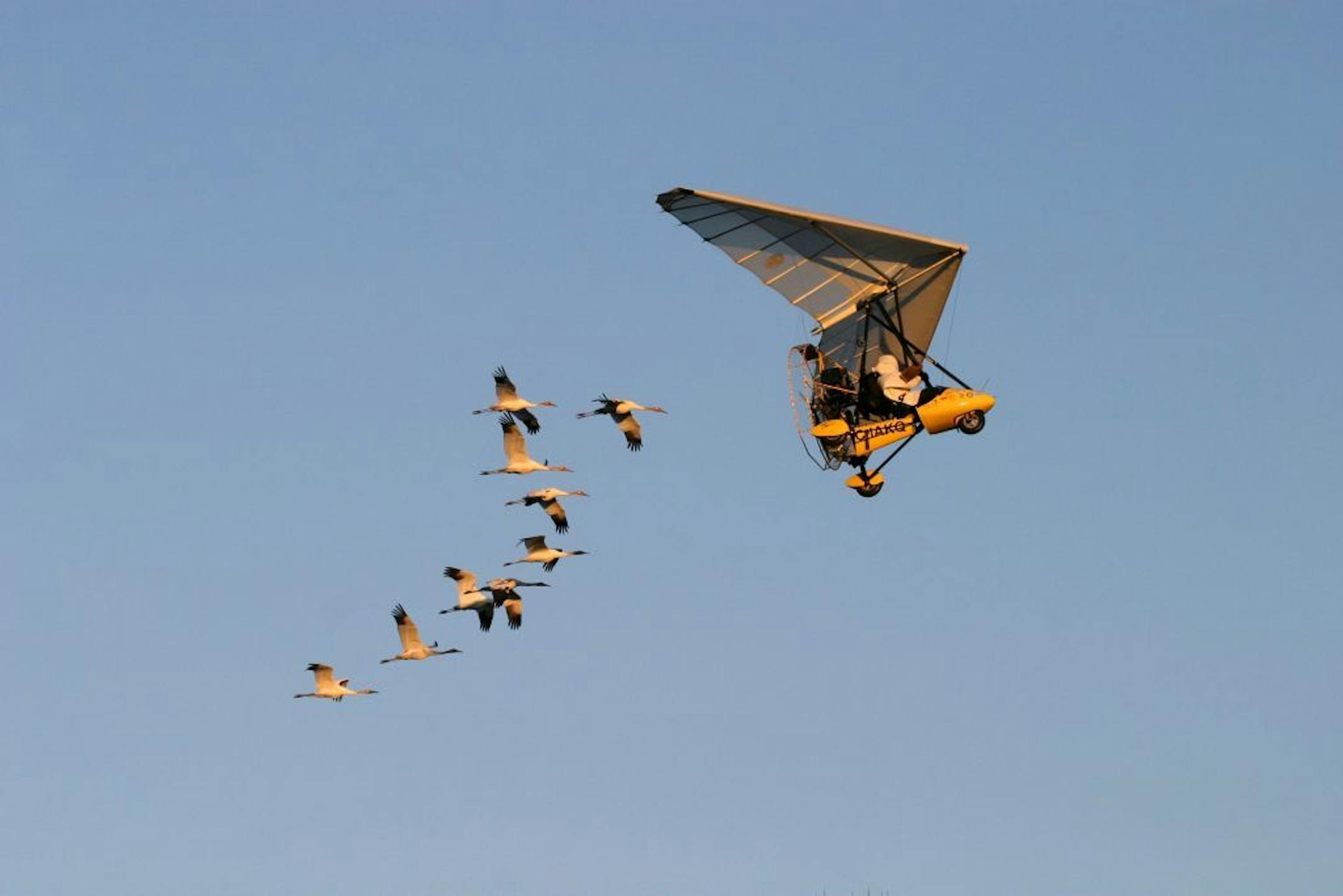 This photo, taken in 2006, provided by operationmigration.org shows Operation Migration co-founder Joe Duff juvenile Whooping cranes along a new migration route in Green County, Wis. Ten young whooping cranes and the small plane they think is their mother are grounded after running afoul of federal regulations. The Federal Aviation Administration rules prohibit pilots from getting paid to fly the bird-like plane that guides the endangered cranes on their first migration from Wisconsin and to the