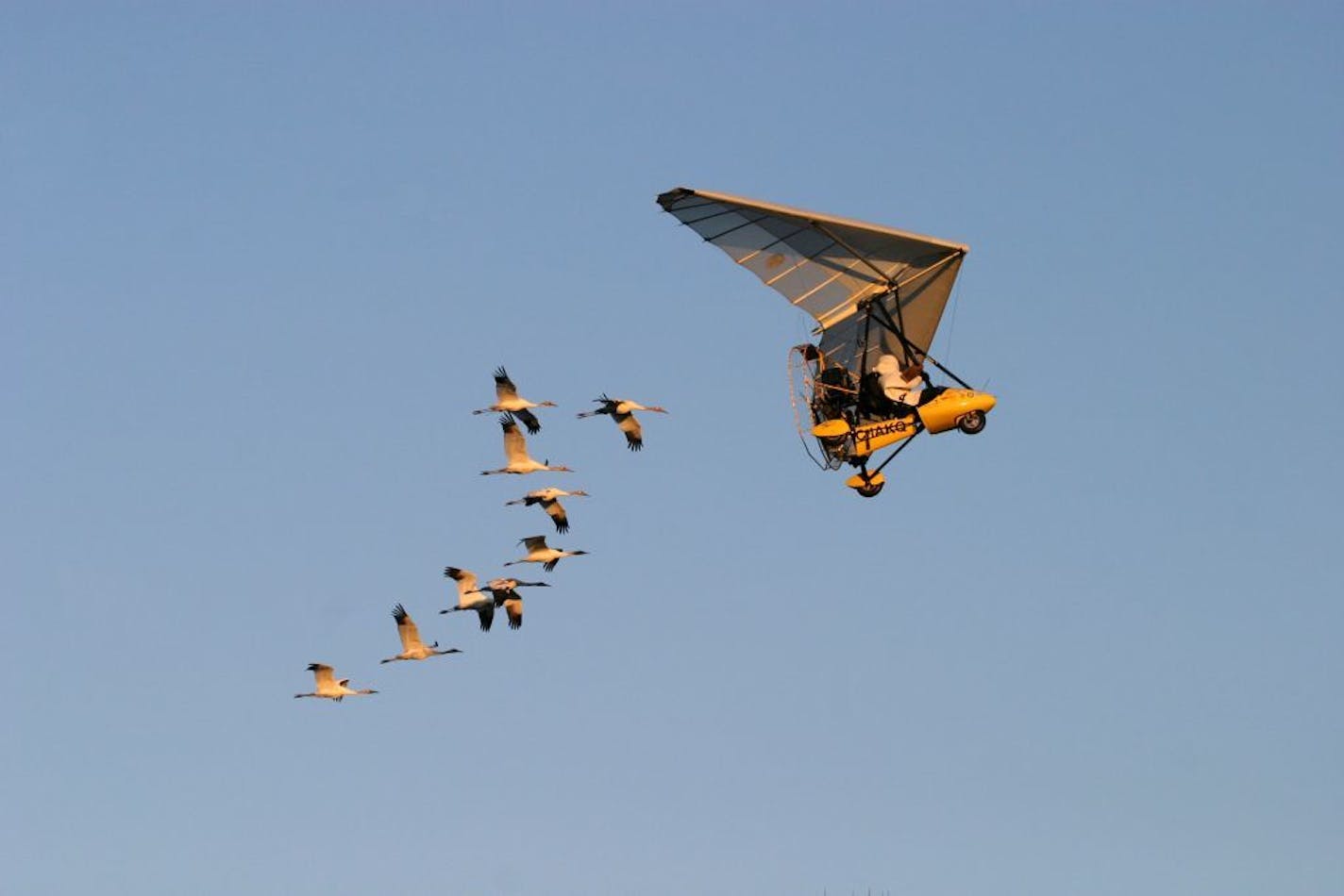 This photo, taken in 2006, provided by operationmigration.org shows Operation Migration co-founder Joe Duff juvenile Whooping cranes along a new migration route in Green County, Wis. Ten young whooping cranes and the small plane they think is their mother are grounded after running afoul of federal regulations. The Federal Aviation Administration rules prohibit pilots from getting paid to fly the bird-like plane that guides the endangered cranes on their first migration from Wisconsin and to the