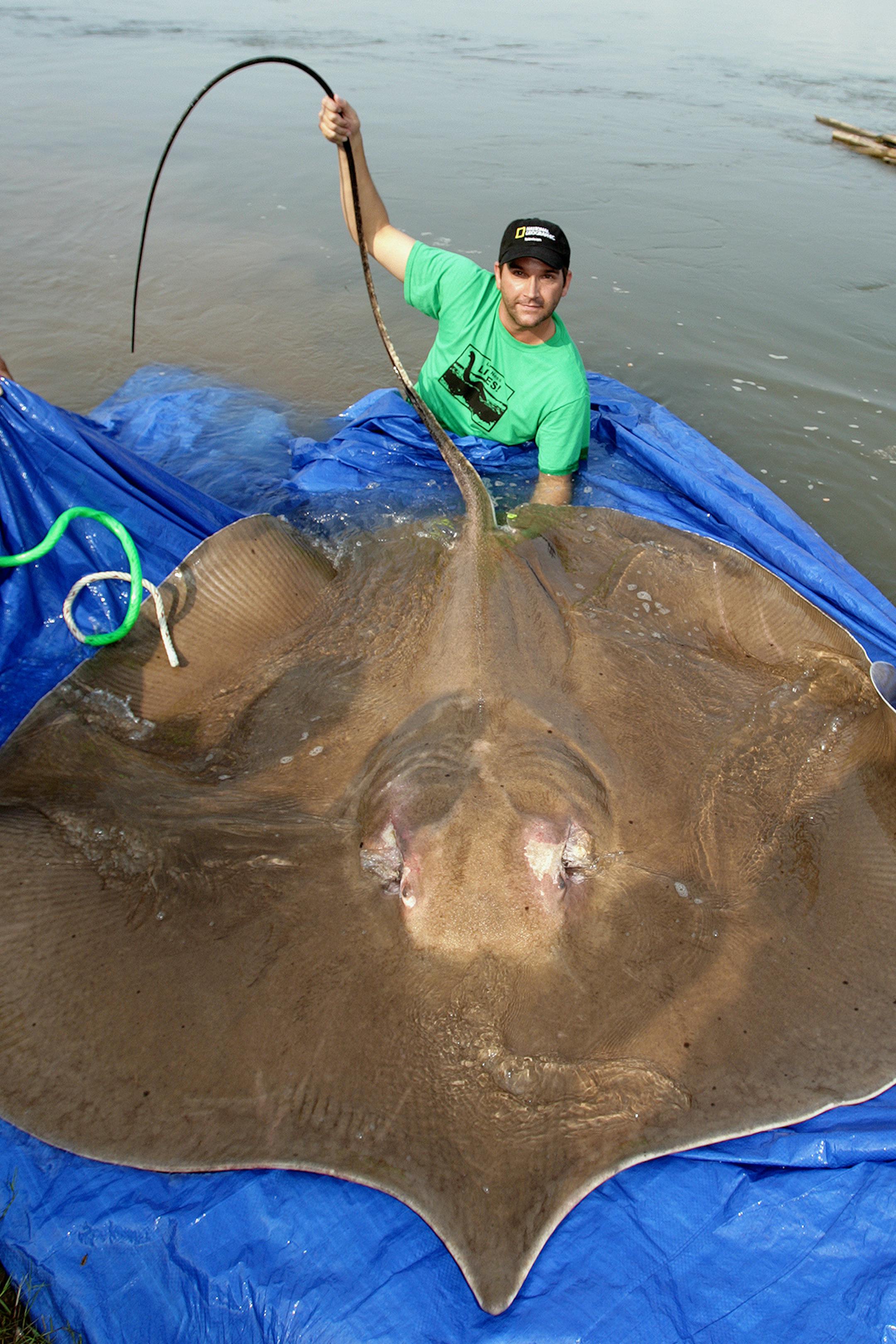 In a photo provided by Zeb Hogan, UNR Global Water Center, Zeb Hogan, an aquatic biologist at the University of Nevada, Reno, with a giant freshwater stingray.Overharvesting and habitat loss endanger most of the world’s freshwater “megafauna," but many species may yet be saved. (Zeb Hogan, UNR Global Water Center via The New York Times) -- NO SALES; FOR EDITORIAL USE ONLY WITH NYT STORY SCI FRESHWATER FISH BY RACHEL NUWER FOR JAN 20, 2020. ALL OTHER USE PROHIBITED. -- ORG XMIT: XNY