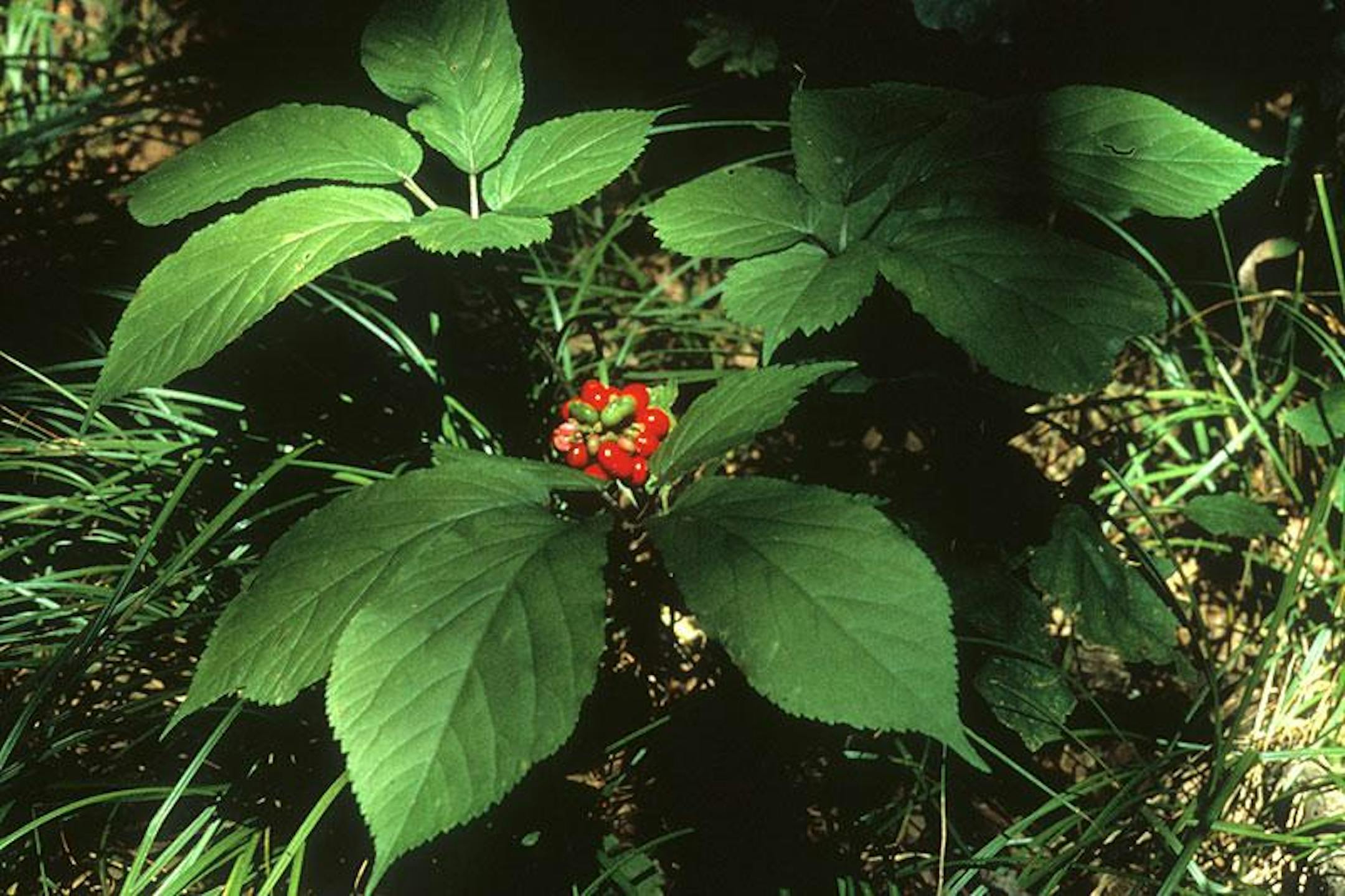 At certain times in history the root obtained from the wild ginseng plant has been more valuable than gold.