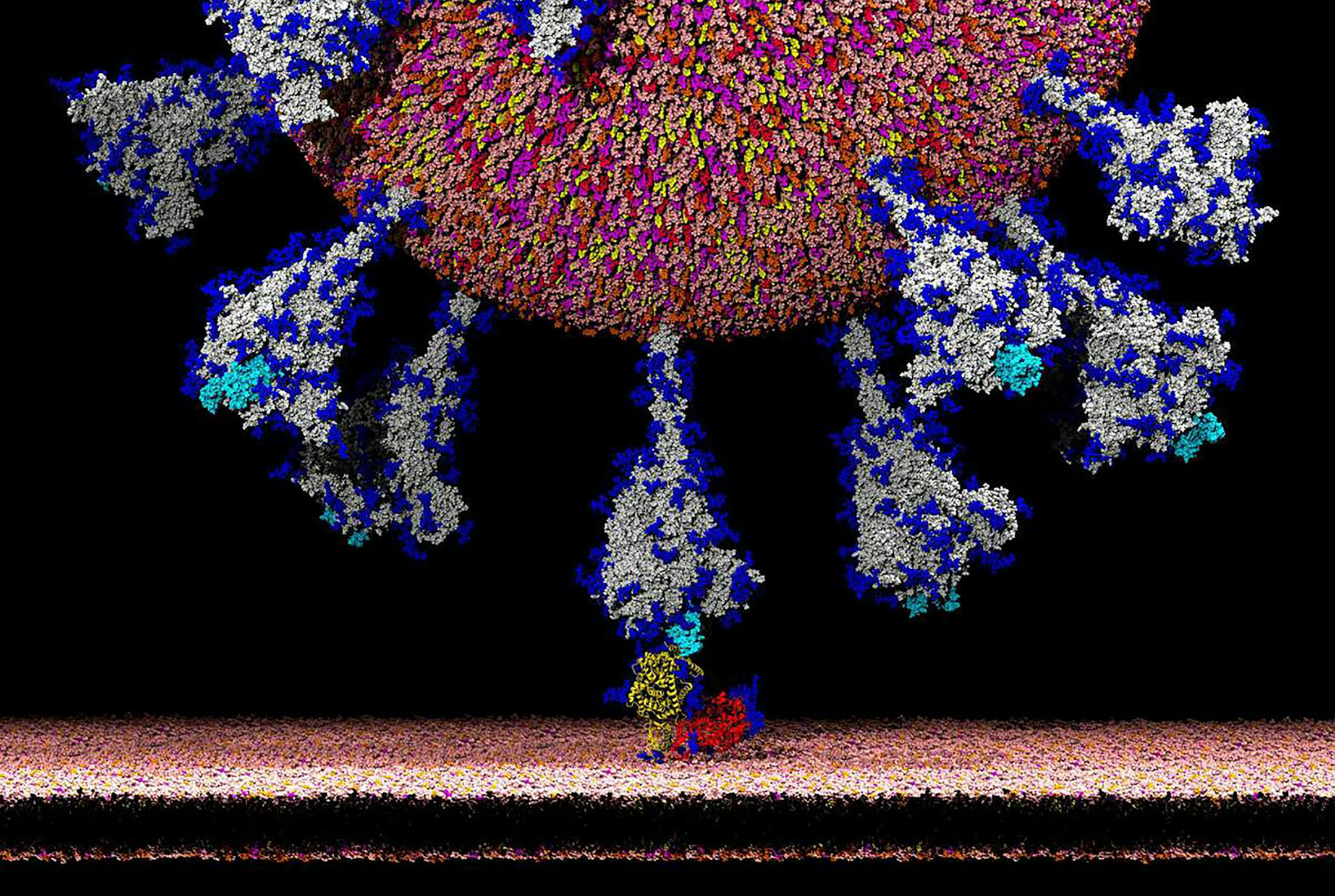 An image provided by Lorenzo Casalino, Amaro Lab, U.C. San Diego shows an atom-by-atom model of the coronavirus latching on to an ACE2 receptor, in yellow, allows the coronavirus to enter human cells. Scientists around the world have captured detailed images of the coronavirus. (Lorenzo Casalino, Amaro Lab, U.C. San Diego via The New York Times) -- MANDATORY CREDIT -- -- NO SALES; FOR EDITORIAL USE ONLY WITH NYT STORY SCI VIRUS UNVEILED BY CARL ZIMMER FOR OCT. 8, 2020. ALL OTHER USE PROHIBITED.