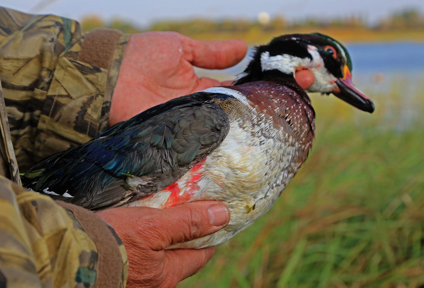 Wood ducks were present, but not plentiful, Saturday morning whil wildldife artists and brothers Joe, Jim and Bob Hautman opened the waterfowl season near Buffalo, Minn.