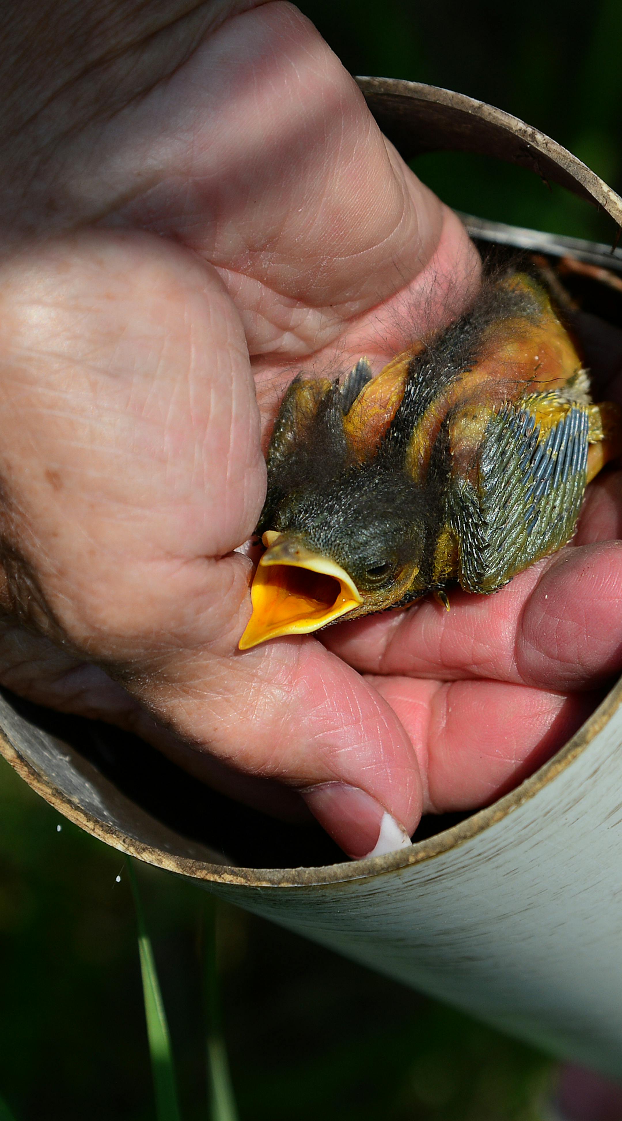Anoka County bluebird coordinator Jeanne Wilkinson, maintains 39 bluebird houses in Anoka parks, golf courses and even in the cemeteries. This chick was about a week old ] A bluebird sighting was becoming a rarity 35 years ago when 11 alarmed people created the Bluebird Recovery of Minnesota. They built and hung birdhouses and the first year they reported 22 hatchlings. Last year the group recorded more than 20,000 hatchlings. Today, bluebirds can be seen along many trails and in many parks than