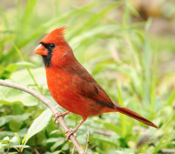 Fun facts about cardinals