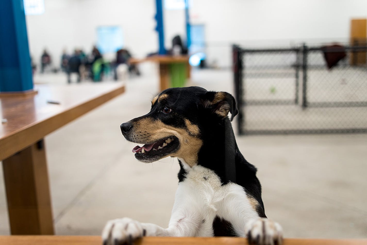 Billing itself as "Minnesota's only dog bar," Unleashed Hounds and Hops opens Jan. 30 in Minneapolis.