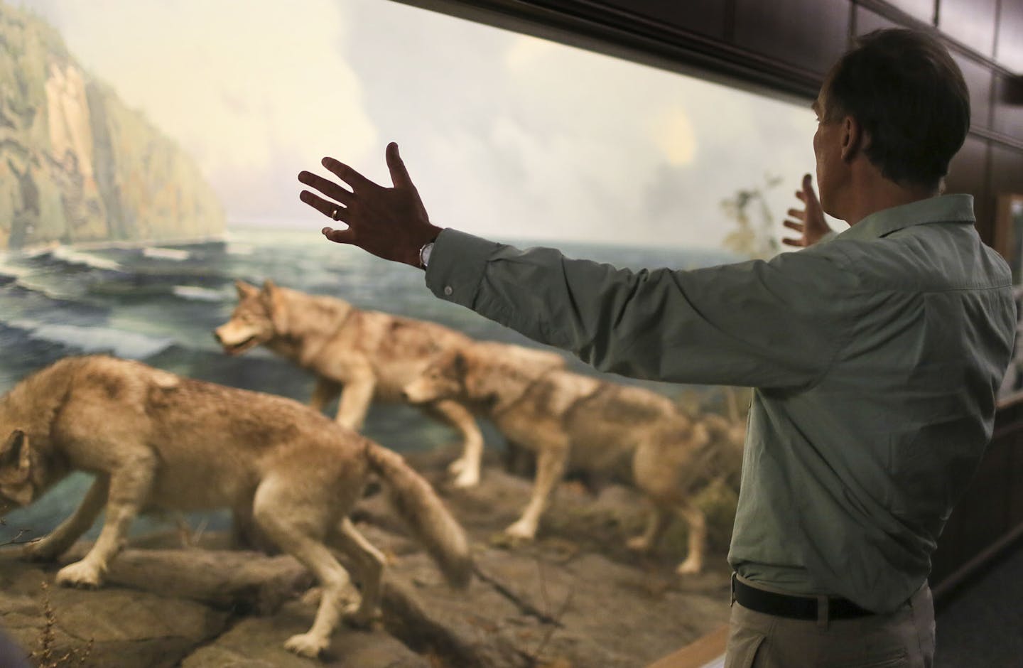 Next to the prized wolf diorama, Bell Museum of Natural History curator Don Luce discusses plans for a new museum Tuesday, Aug. 26, 2014, in Minneapolis, MN. The Bell Museum will move 11 of its famous dioramas to a new location on the University of Minnesota St. Paul campus when the $55.7 million museum opens.] (DAVID JOLES/STARTRIBUNE) djoles@startribune In 2015 the Bell Museum of Natural History at the U of Mn is expected to break ground on a $57.5 million new building on the St. Paul campus.