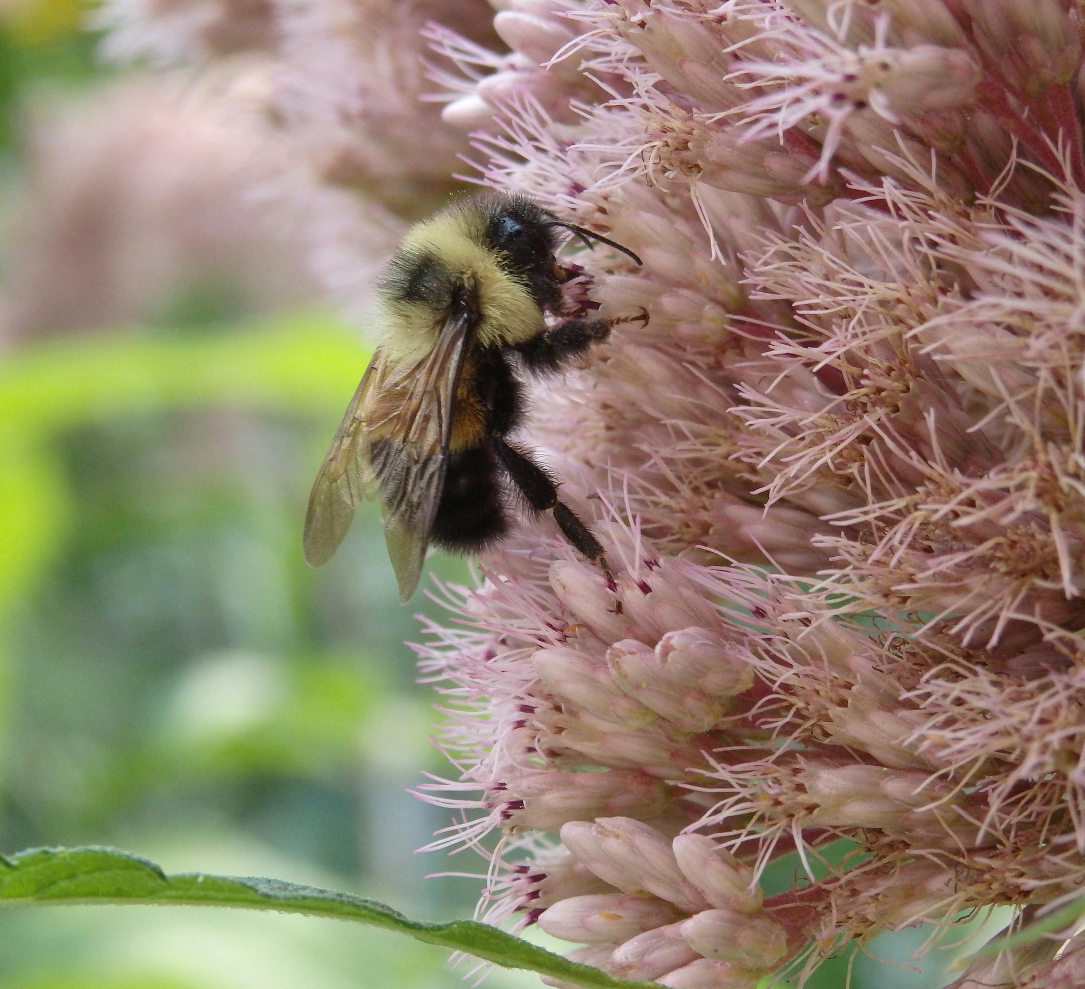 A rusty patch bumblebee on Joe Pye weed. Pictures are from Susan Damon's pollinator friendly bee garden in St. Paul, Minn., all photographed throughout the spring and summer of 2014. ] RENEE JONES SCHNEIDER • reneejones@startribune.com