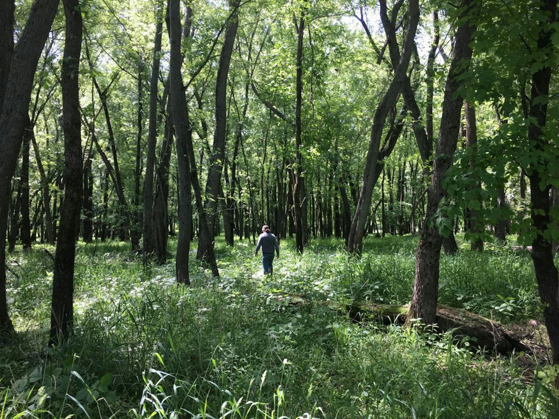 The state of Minnesota recently acquired more land, pictured here, to add to the Cannon River Turtle Preserve SNA in Red Wing.