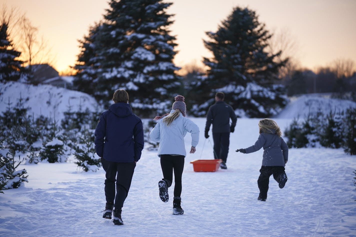 Owen, 16, Jillian, 13, and Addie, 10, ran to catch up with their dad, John Mack, as they searched for a tree in the cut-your-own fields at Krueger's Christmas Tree Farm in Lake Elmo.