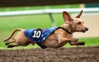 13-pound Aspen, owned by Jake and Justine Launert went airborne as he headed down the track at Canterbury. Canterbury Park held its biggest dachshund 
