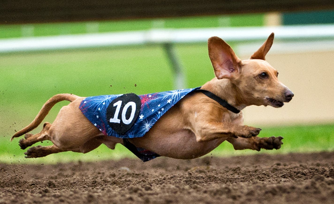 13-pound Aspen, owned by Jake and Justine Launert went airborne as he headed down the track at Canterbury. Canterbury Park held its biggest dachshund race day ever with six heats and a grand finale called Wiener Dog Wars. Monday, September 2, 2013 ] GLEN STUBBE * gstubbe@startribune.com