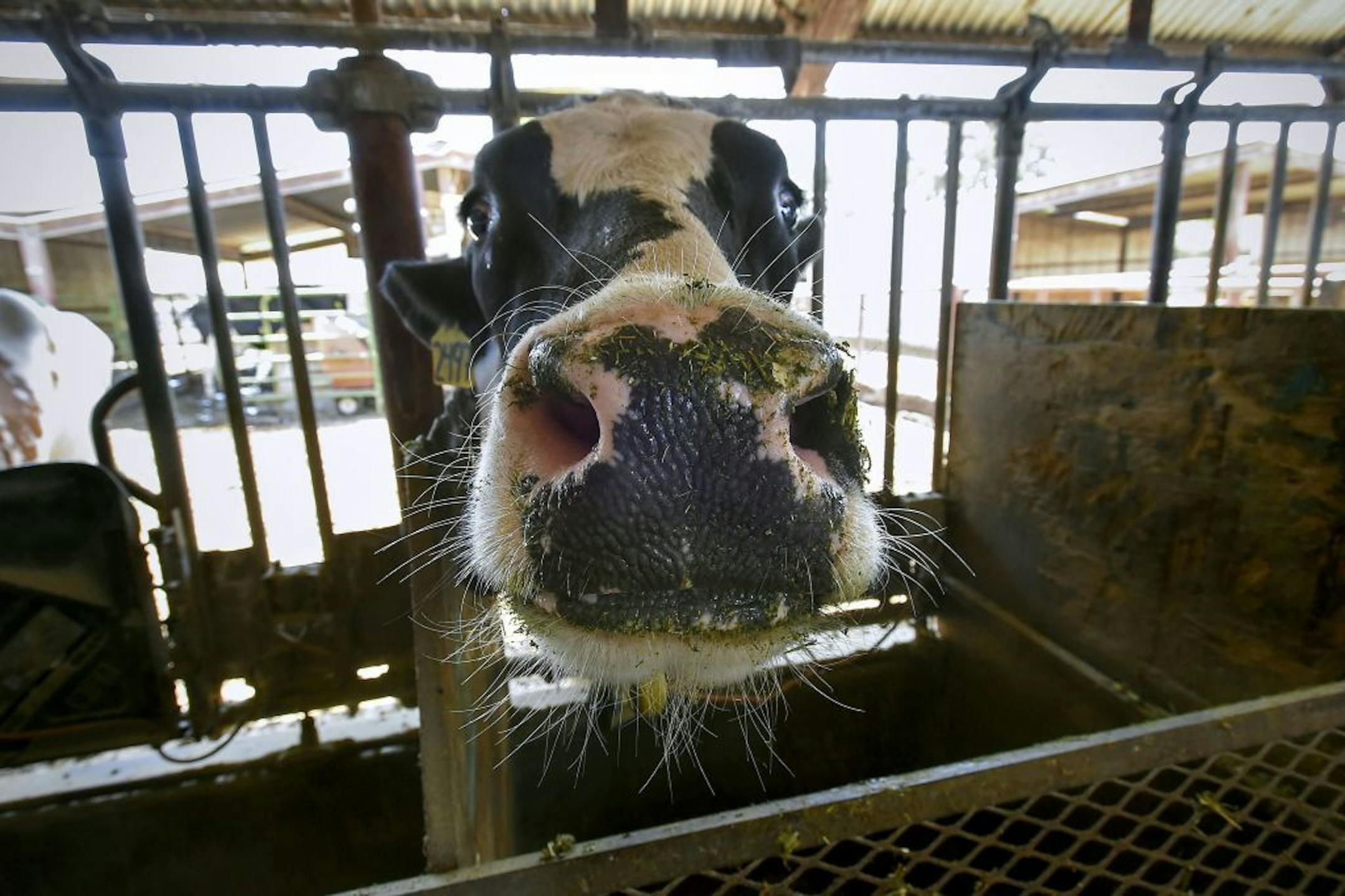 A dairy cow chews a mouthful of cattle feed with seaweed at the UC Davis Dairy Teaching and Research Facility in Davis on Thursday, May 24, 2018.