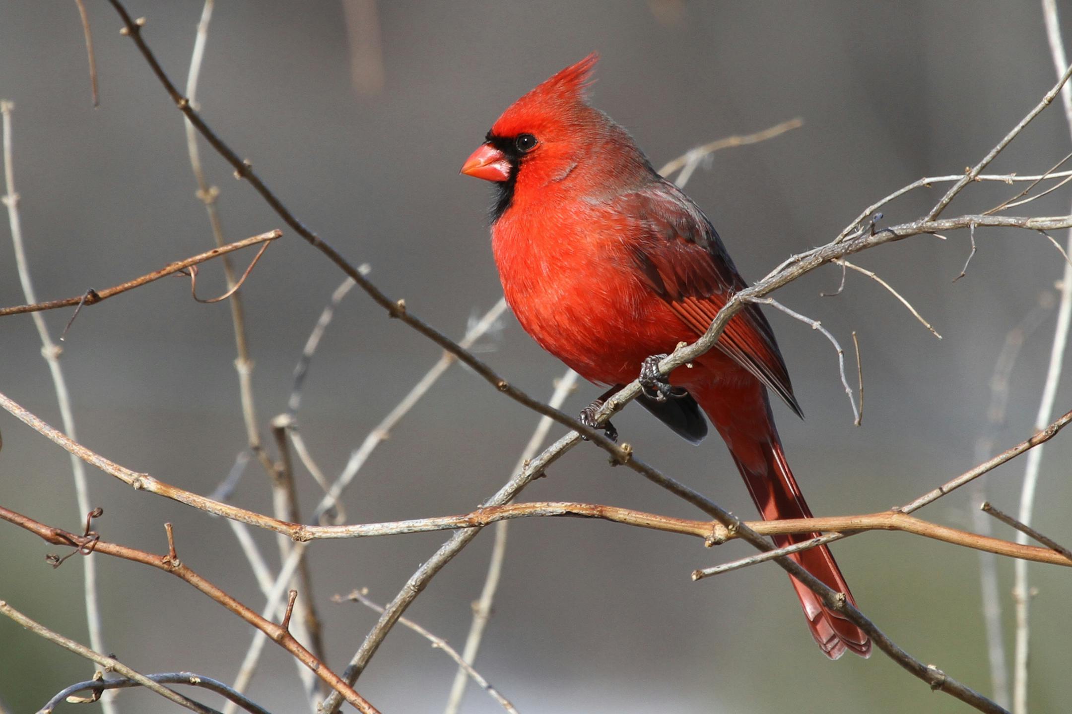 Caption&#x201a;&#xc4;&#xee;Photo by Don Severson A cardinal uses its beautiful red beak to remove a seed&#x201a;&#xc4;&#xf4;s outer covering, then gastric juices and the bird&#x201a;&#xc4;&#xf4;s strong gizzard pulverize the seed meat.