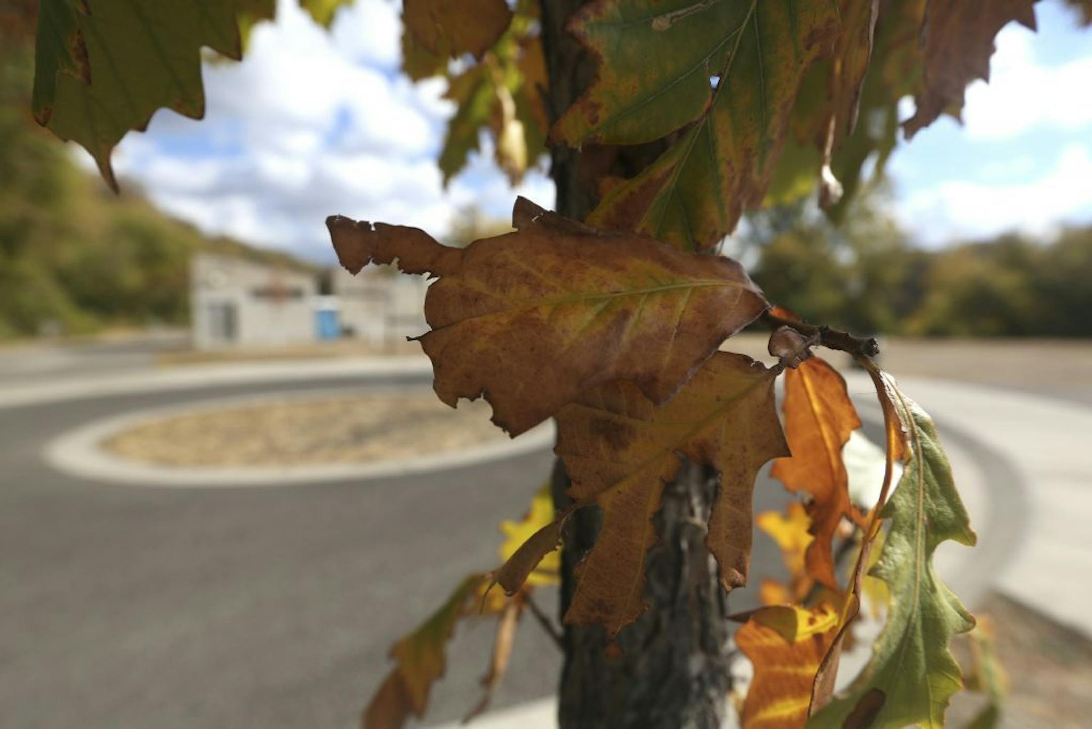 The leaves of this young oak at East River Flats in Minneapolis were turning more brown than yellow, likely a result of the the dry conditions.