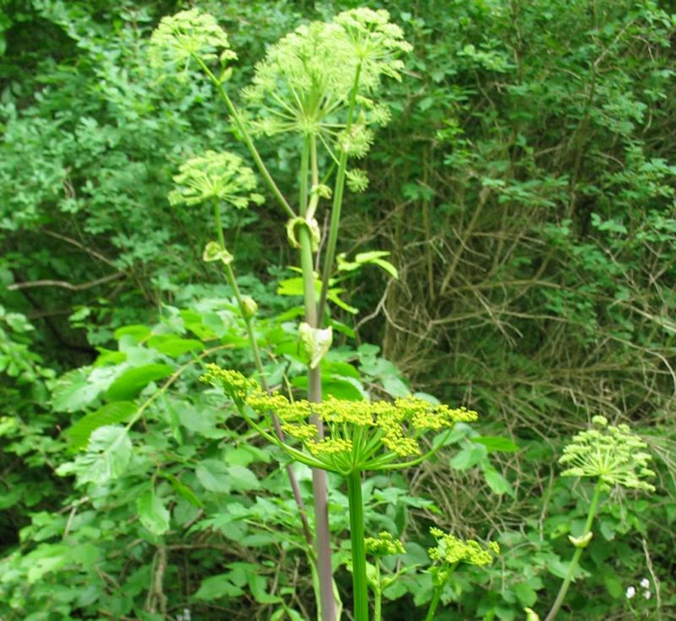 Wild Parsnip yellow