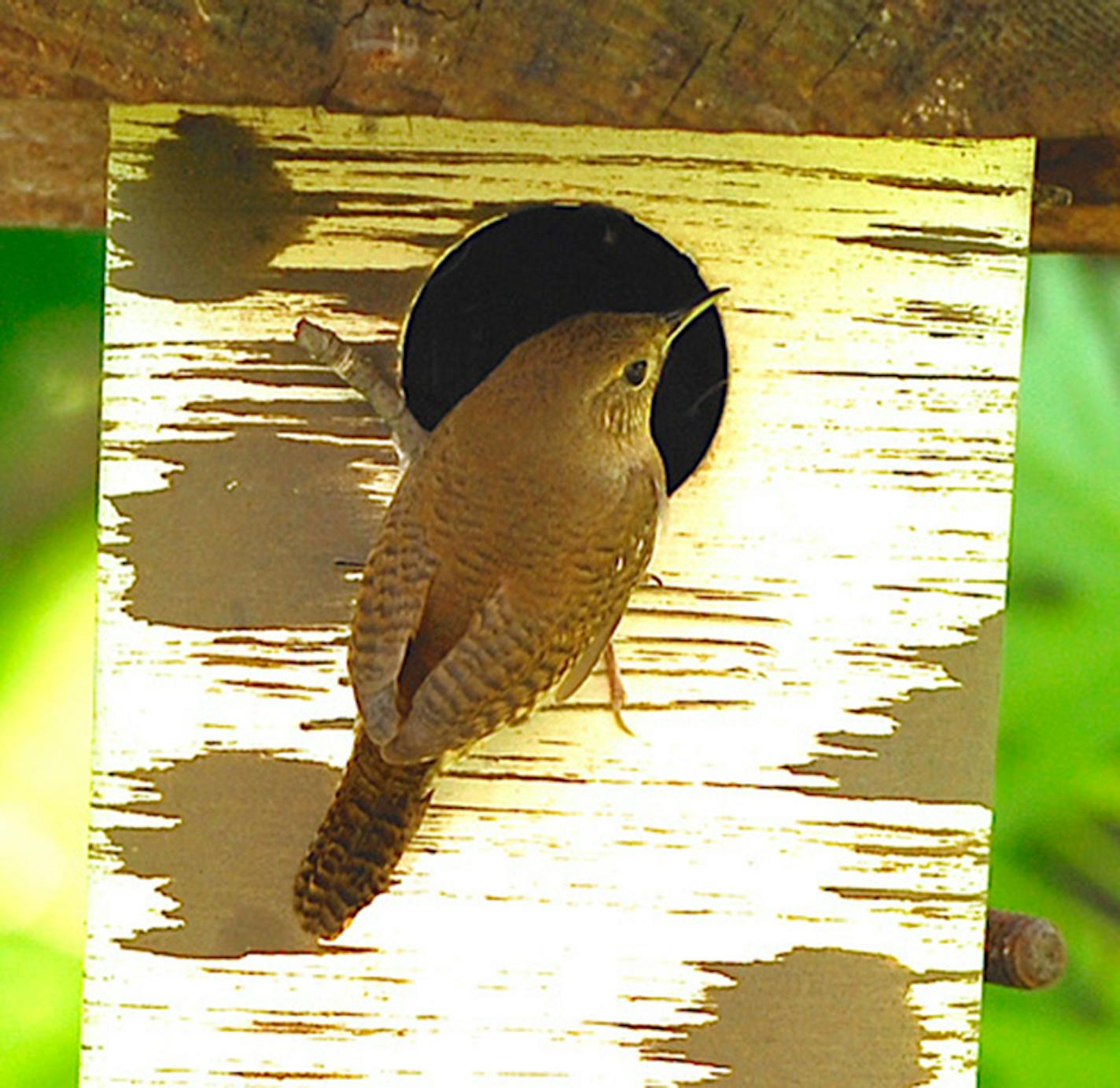 House wren