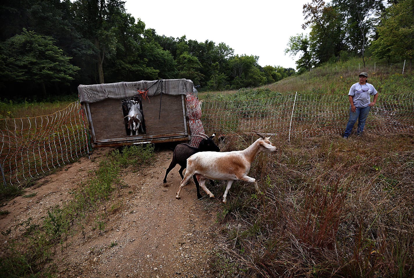 About 80 goats leaped from a wagon as they were released into their new, temporary home at the Flint Hills Resources Pine Bend refinery in Rosemount, where they will graze on buckthorn and other vegetation. Lynette Nadeau, from Goat Peak Ranch in Red Wing, is at right. ] (JIM GEHRZ/STAR TRIBUNE) / August 30, 2013, Rosemount, MN &#x201a;&#xc4;&#xec; BACKGROUND INFORMATION- About 80 goats were released in a field at the Flint Hills Resources Pine Bend refinery in Rosemount, as part of an effort to