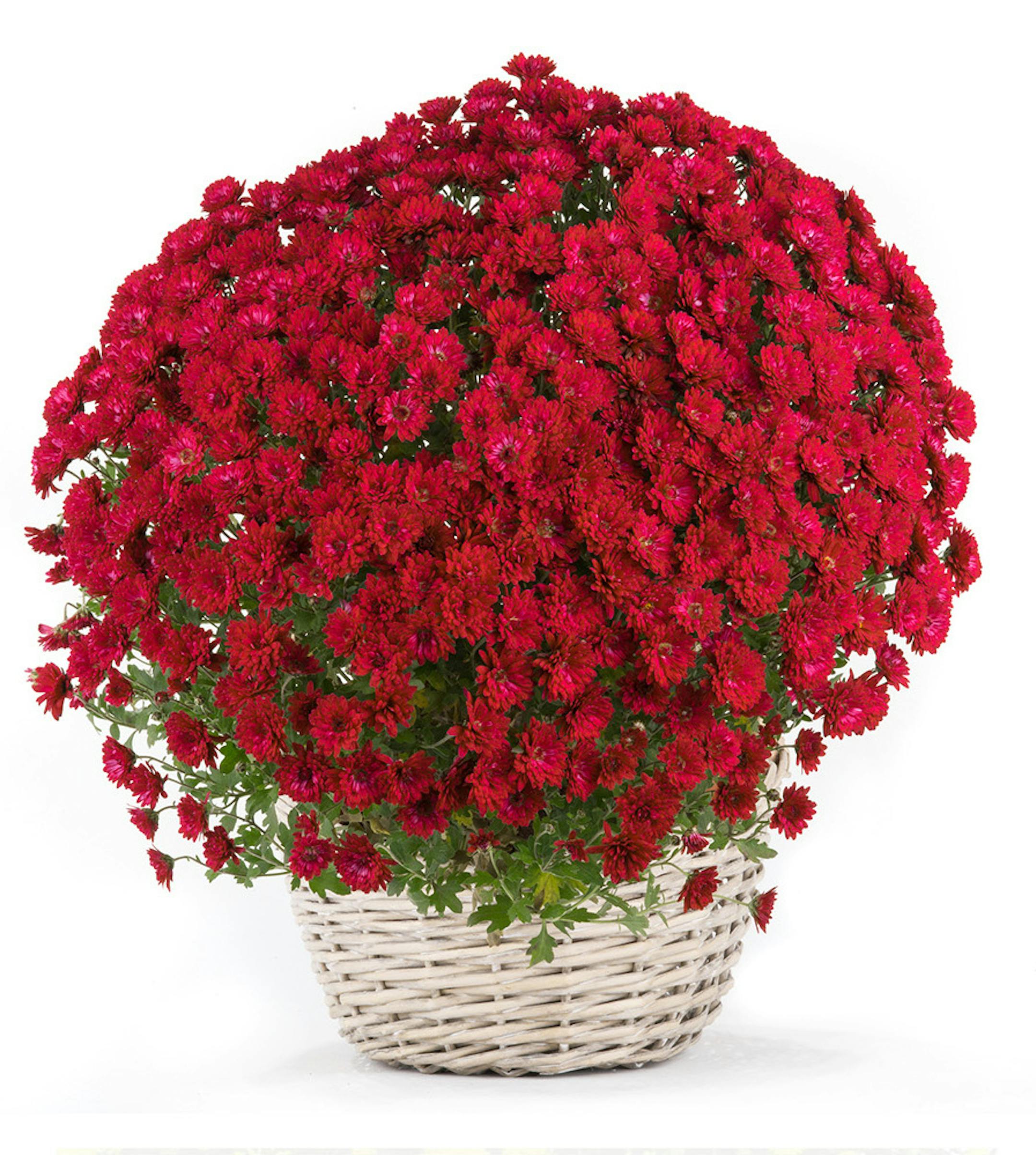 chrysanthemum isolated on a white background friom istock