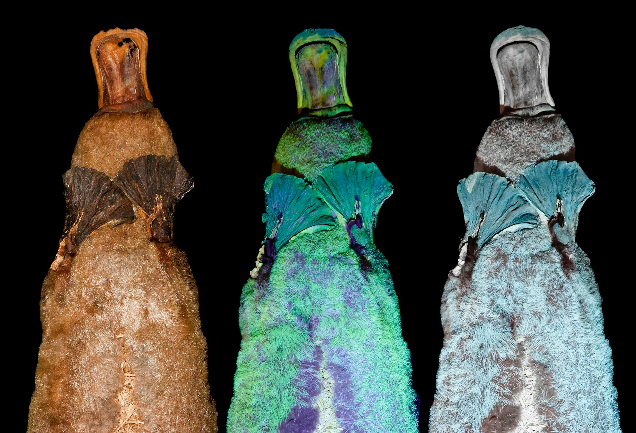 A composite image of a platypus under visible light, left, and ultraviolet light and yellow-filtered UV light. Turns out that the role of fluorescence, unlike bioluminescence, is unclear.