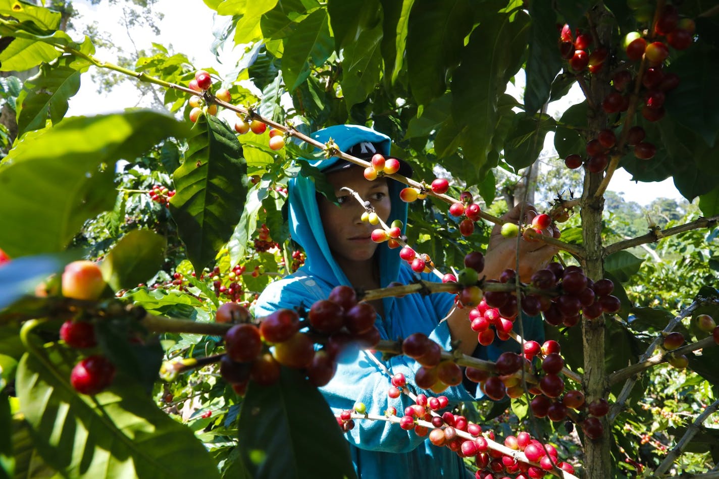 The city of Matagalpa, Nicaragua in the mountains where several coffee farmers are located. Farm workers in the early morning pick coffee beans from several small coffee farms through out the area. (Nelvin C. Cepeda/San Diego Union-Tribune/TNS) ORG XMIT: 4832615W