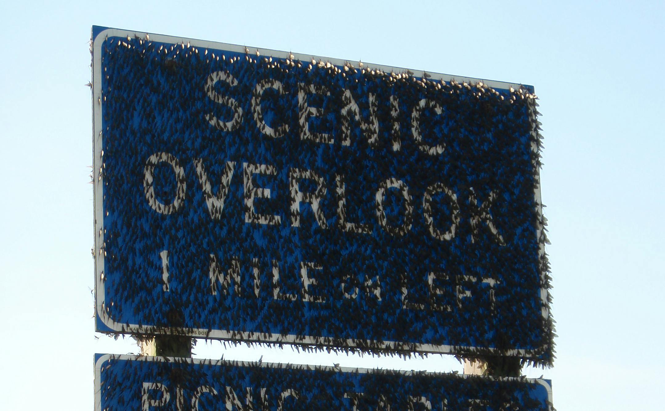 Mayflies cover a road sign in Stoddard, Wis. The most recent hatch stretched from Hastings to the Quad Cities area.