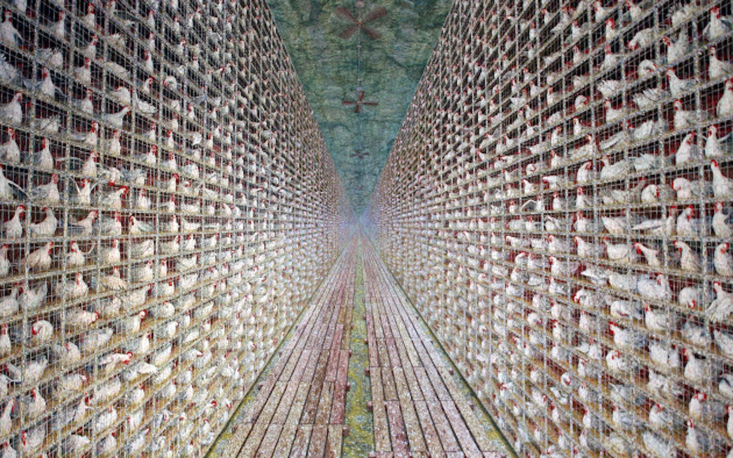 Doug Argue's popular chicken factory painting. Image provided by Weisman Art Museum