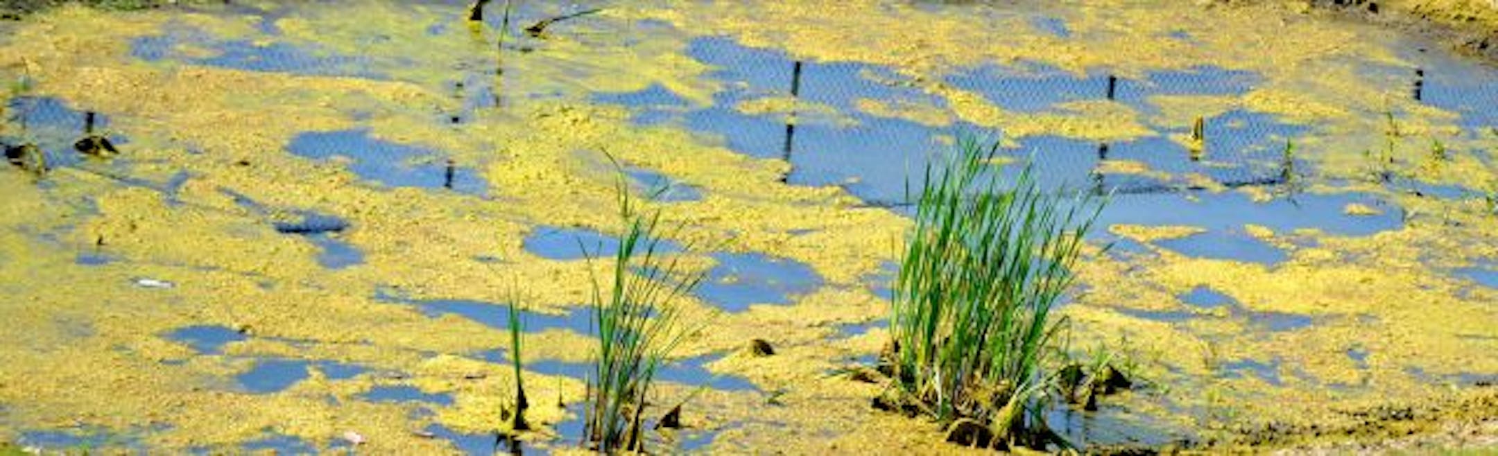 An algae pond in front of Ever Cat Fuels