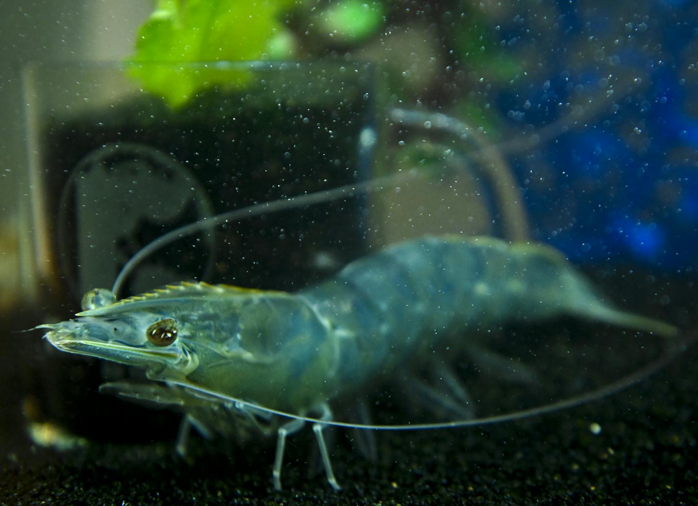 A Pacific white-legged shrimp