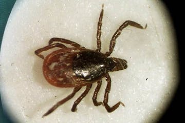 A deer tick.