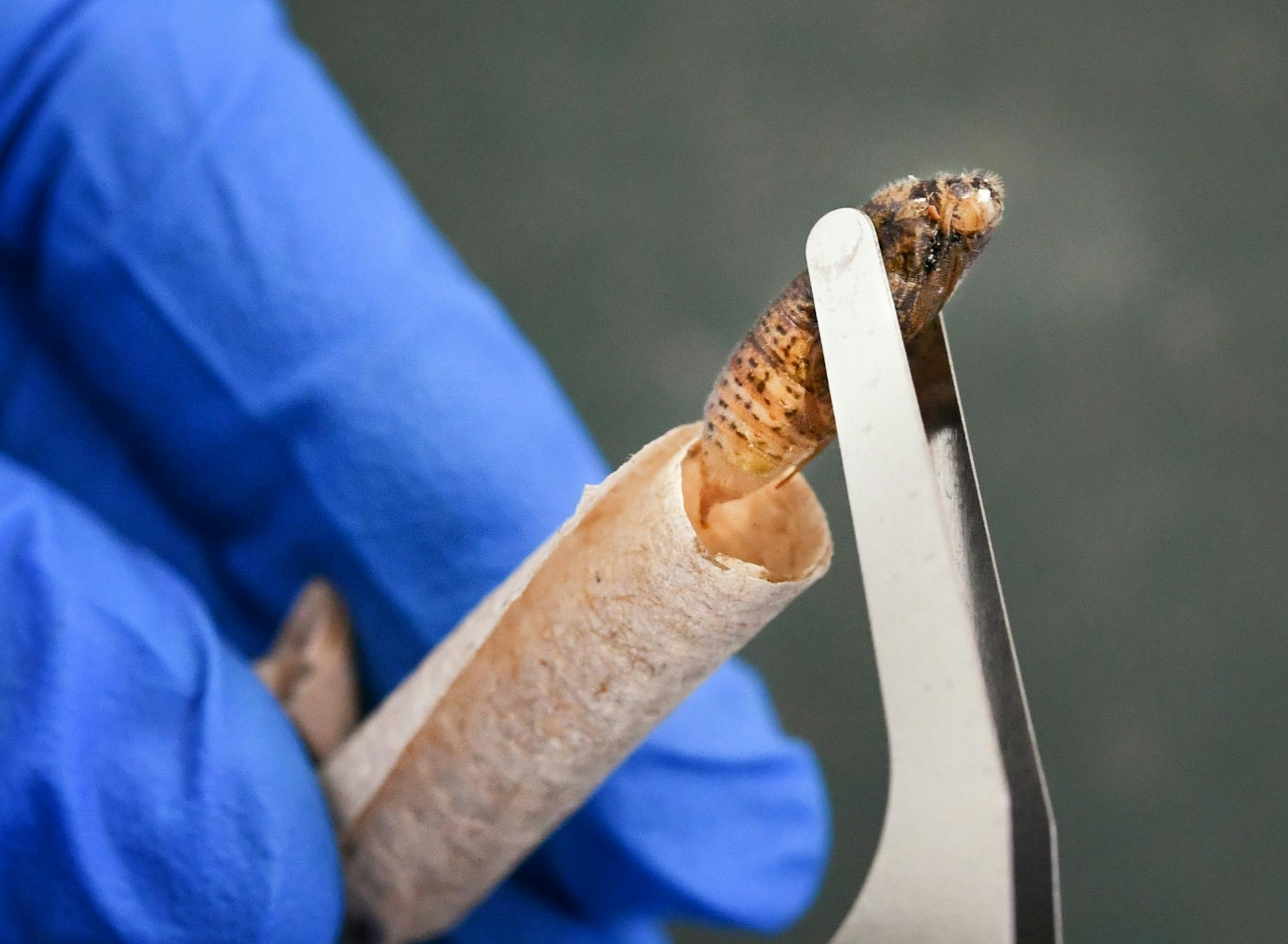Pupa stage of a Dakota Skipper which will be transported to the pod.