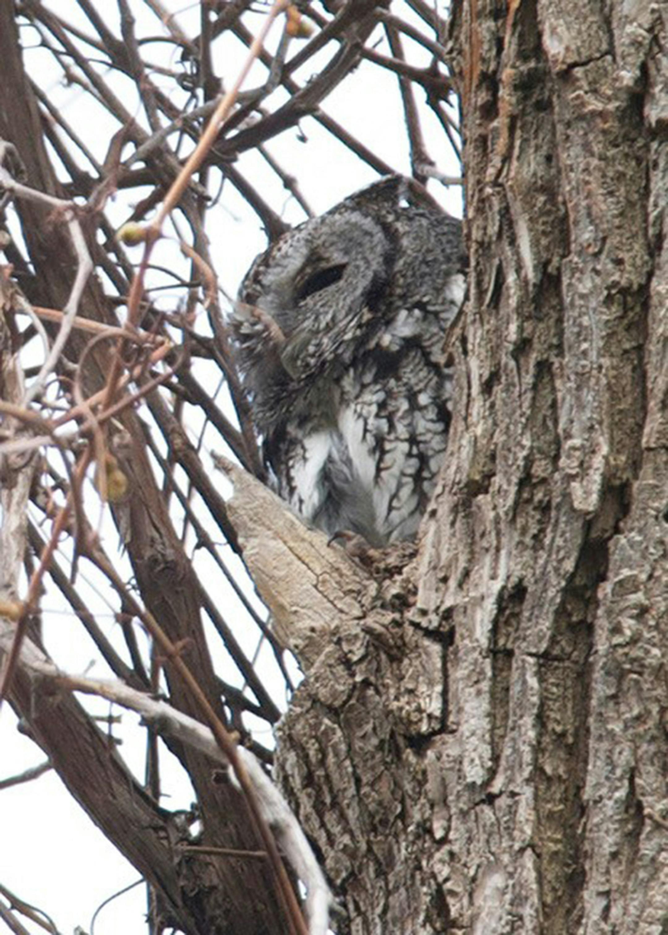 A gray screech owl blends into the tree bark