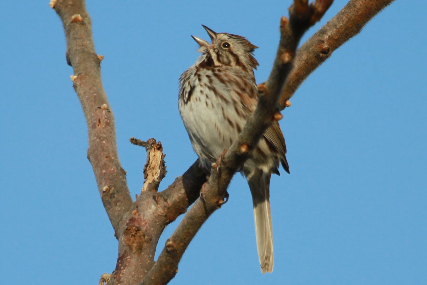 The song sparrow is aptly named: these small birds fill the morning air with their burbles and buzzes. credit: Don Severson