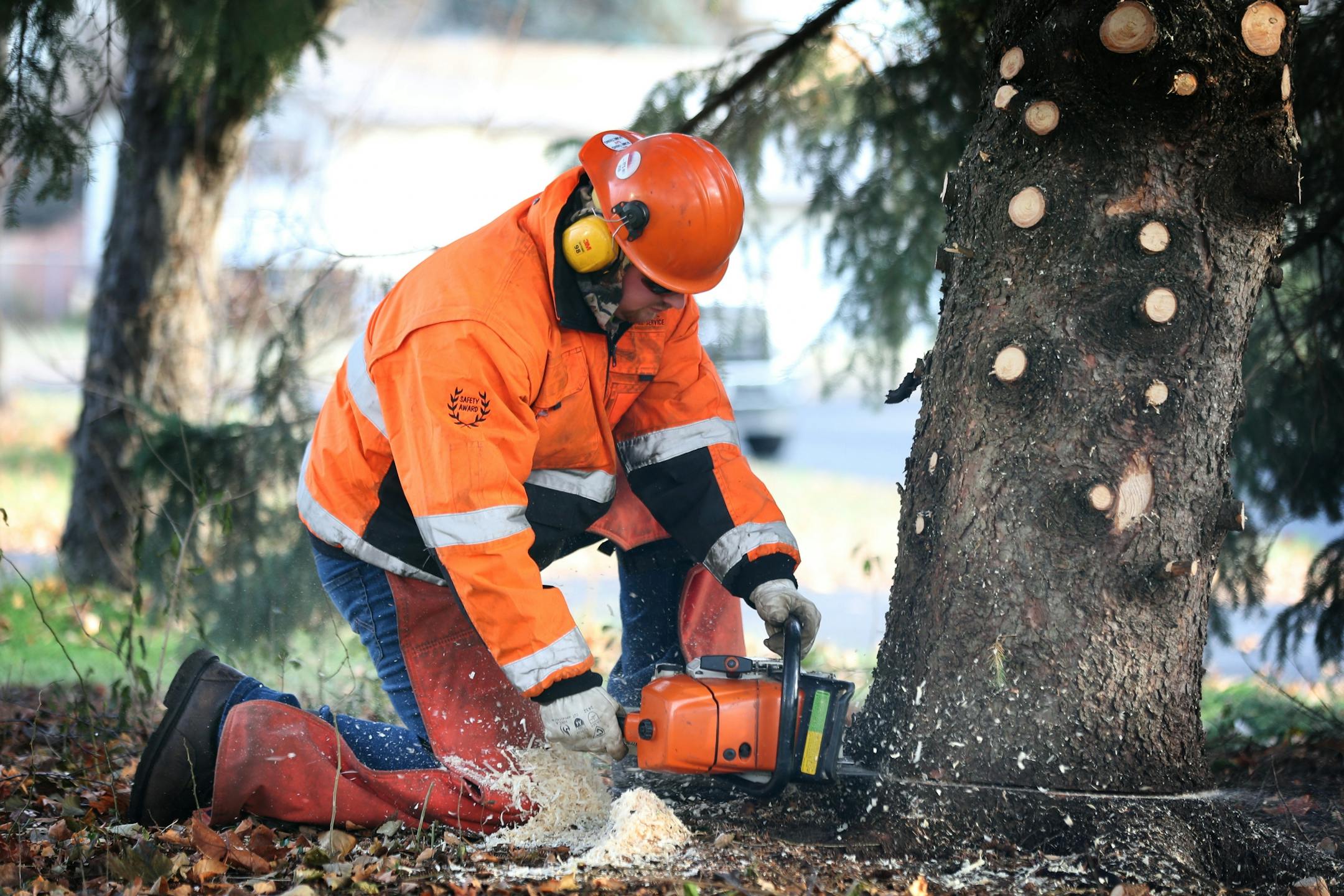 Luke Virchow of the Anoka city crew cut the base of a 44-foot Black Hills spruce tree from Bob Brass yard Monday November 20, 2017 in Anoka, MN. The tree will serve as this years Christmas tree and will be placed in front of City Hall.
