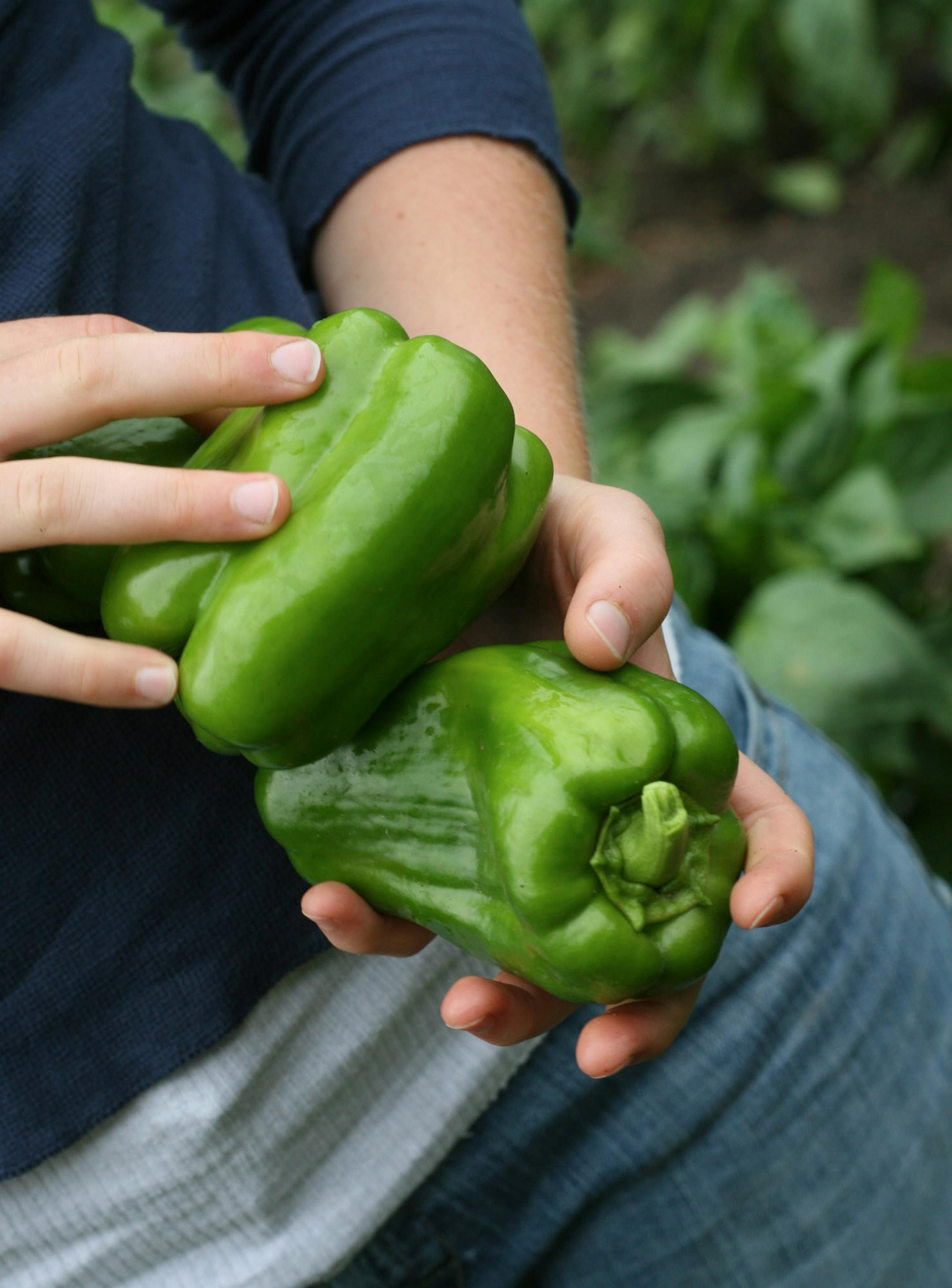 Nicole Rohlfsen harvests green bell peppers from the student-run farm west of the campus.